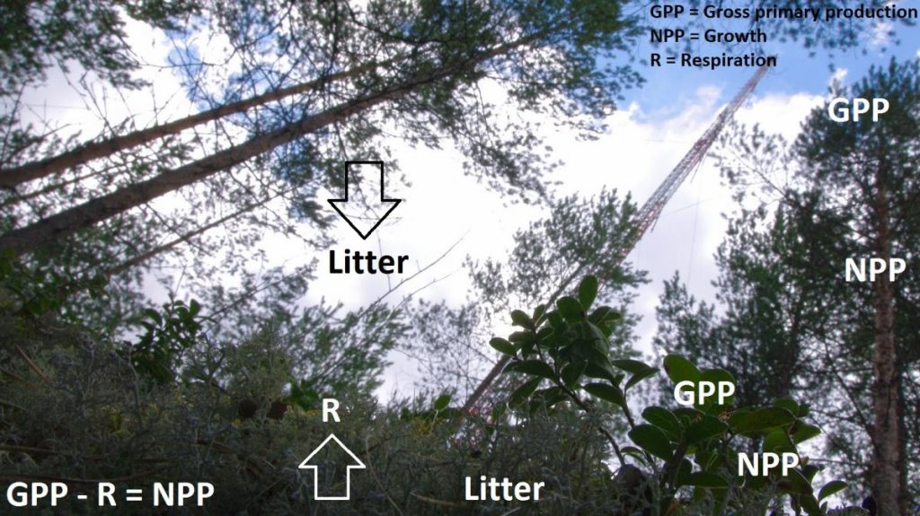 Maan lämpötila