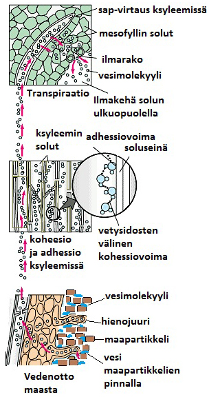 Vedenkuljetus