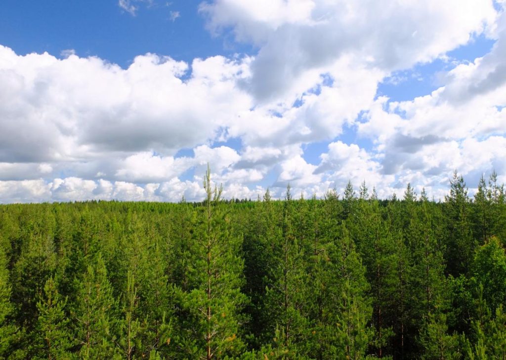 Metsä